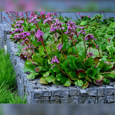 Bergenia ‘Rotblum’ forming a leafy ground-covering clump with pink flowers in a raised stone bed.