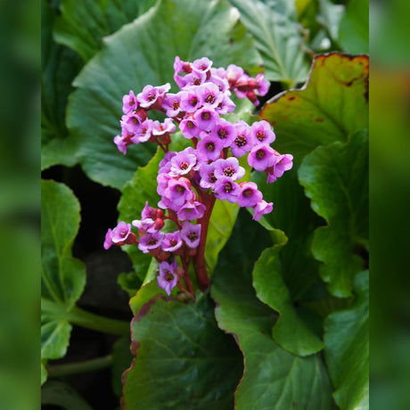 Close-up of a vivid magenta flower cluster on Bergenia ‘Rotblum’ above broad glossy leaves.