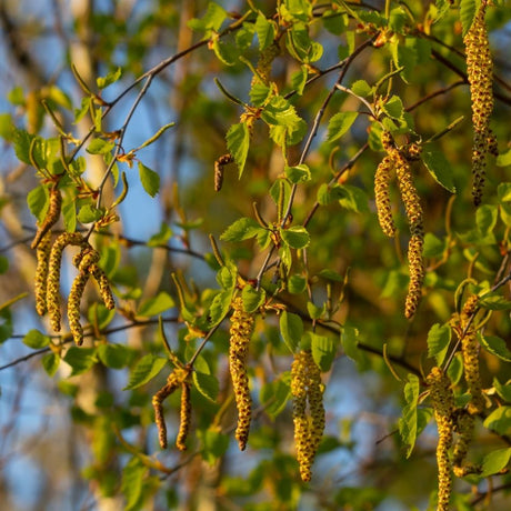 Pendant brown catkins and small turning leaves on Betula nigra in autumn.