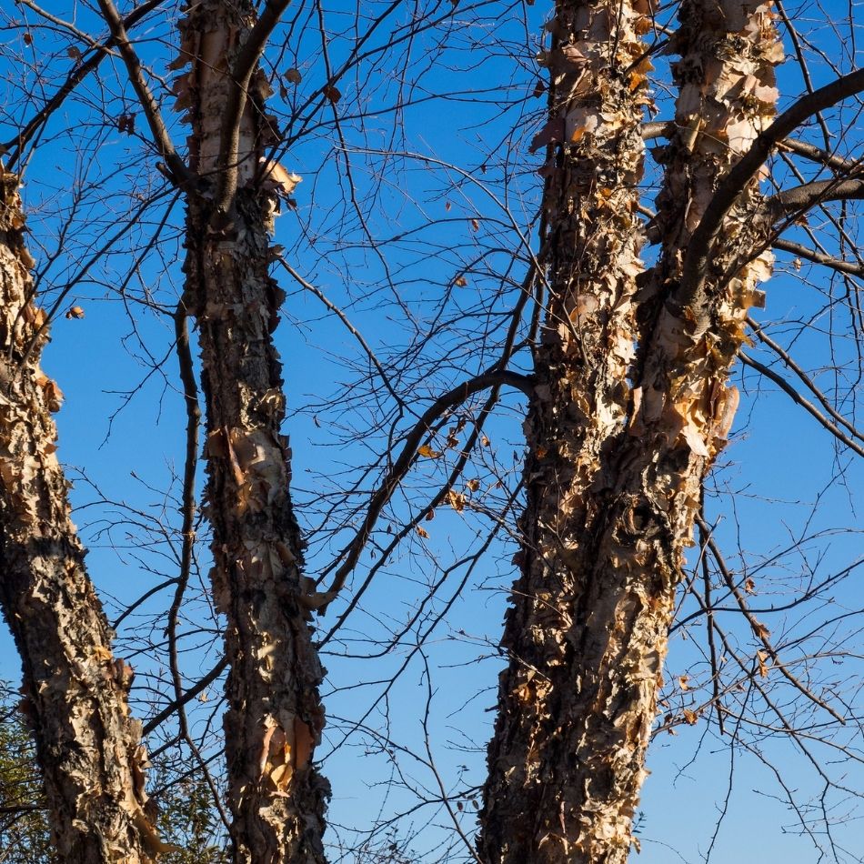 Betula nigra