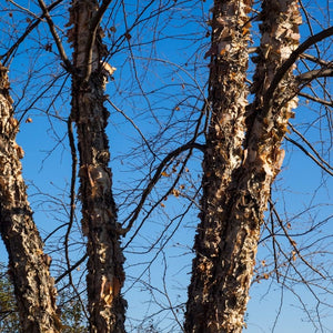 Betula nigra