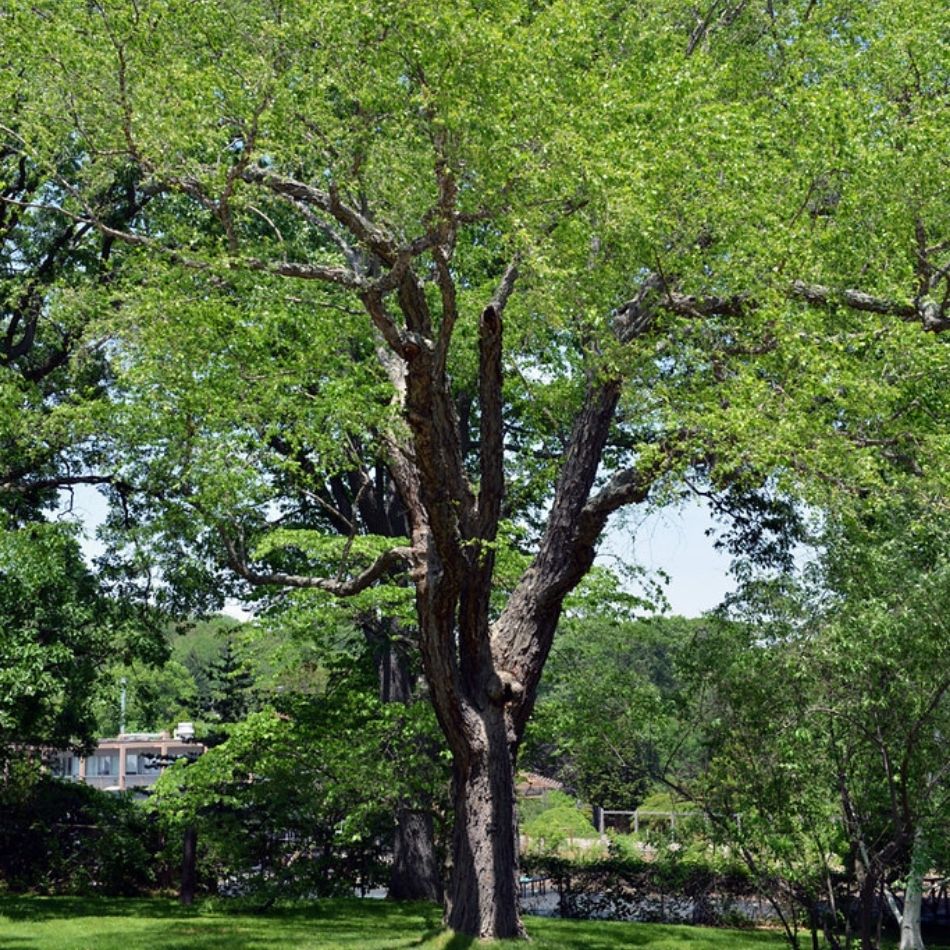 Betula nigra