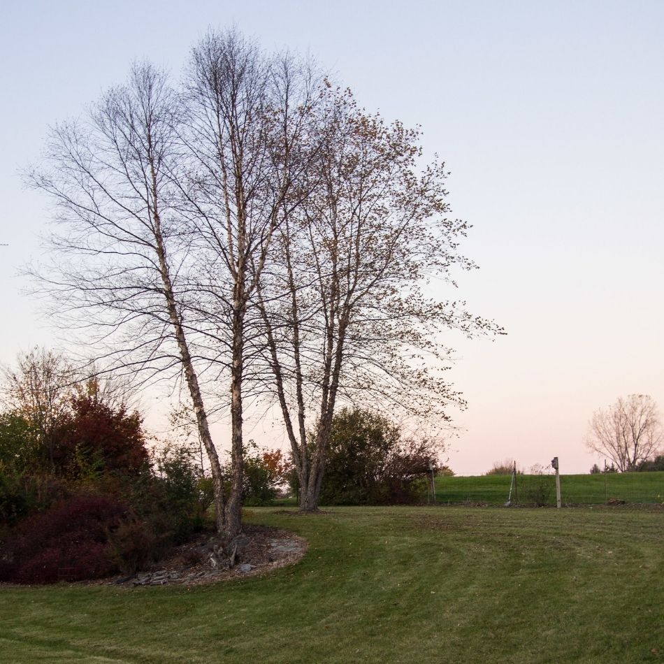 Betula nigra