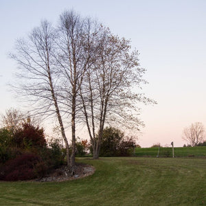 Betula nigra