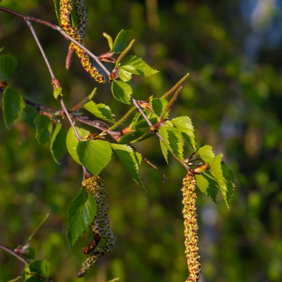 Betula nigra
