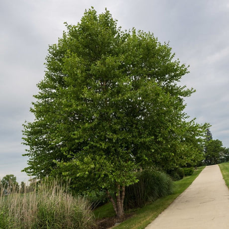 Mature Betula nigra forming a dense conical leafy tree beside an open path.