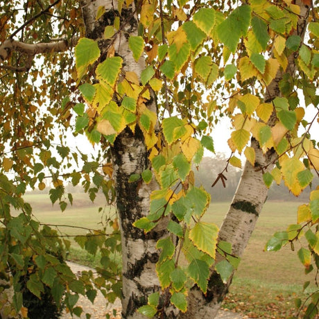 Close-up of white and black Betula pendula bark framed by yellow-green autumn leaves.