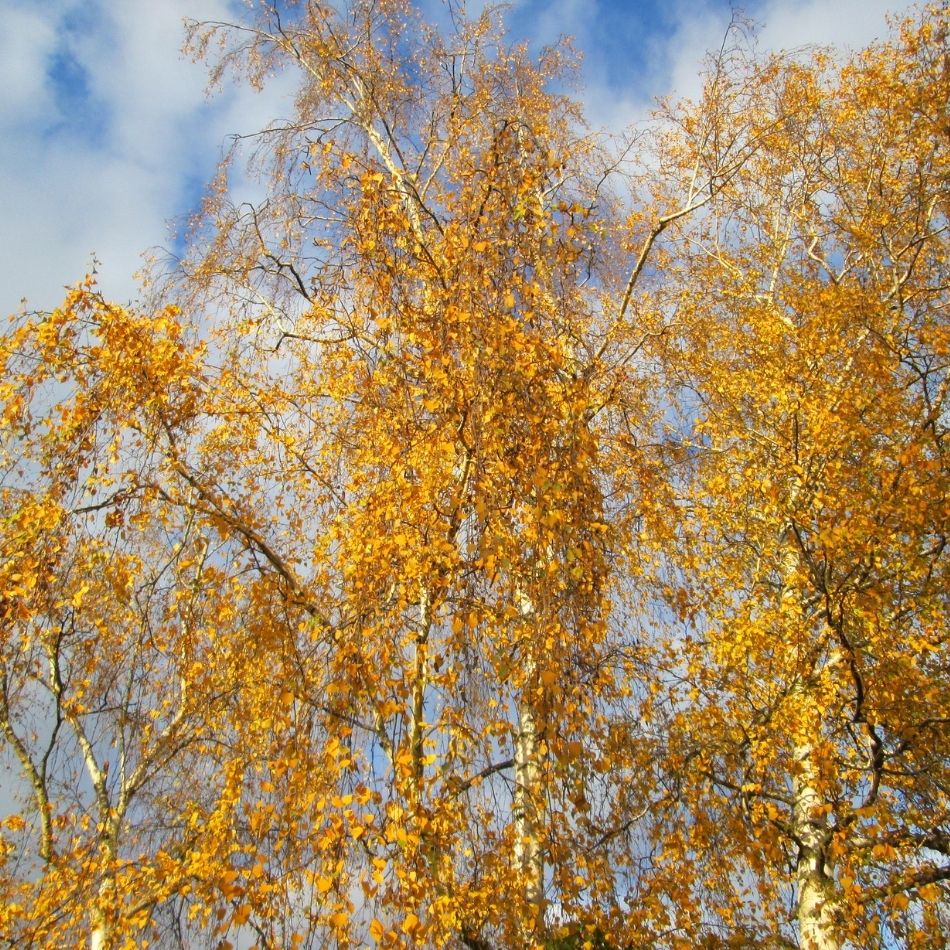 Betula pendula