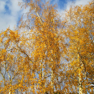 Betula pendula