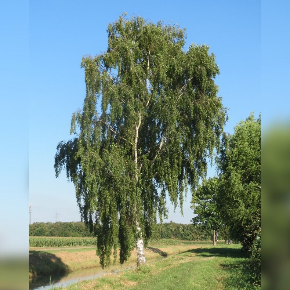 Betula pendula