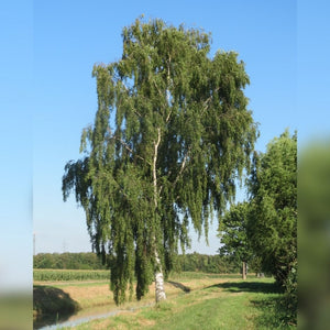 Betula pendula