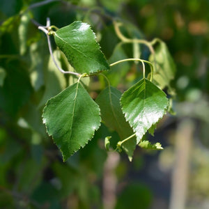 Betula pendula subsp. pendula ‘Spider Alley’