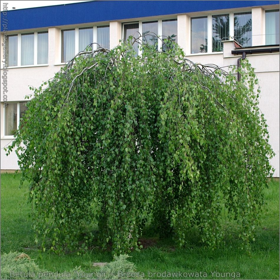 Betula pendula subsp. pendula ‘Youngii’