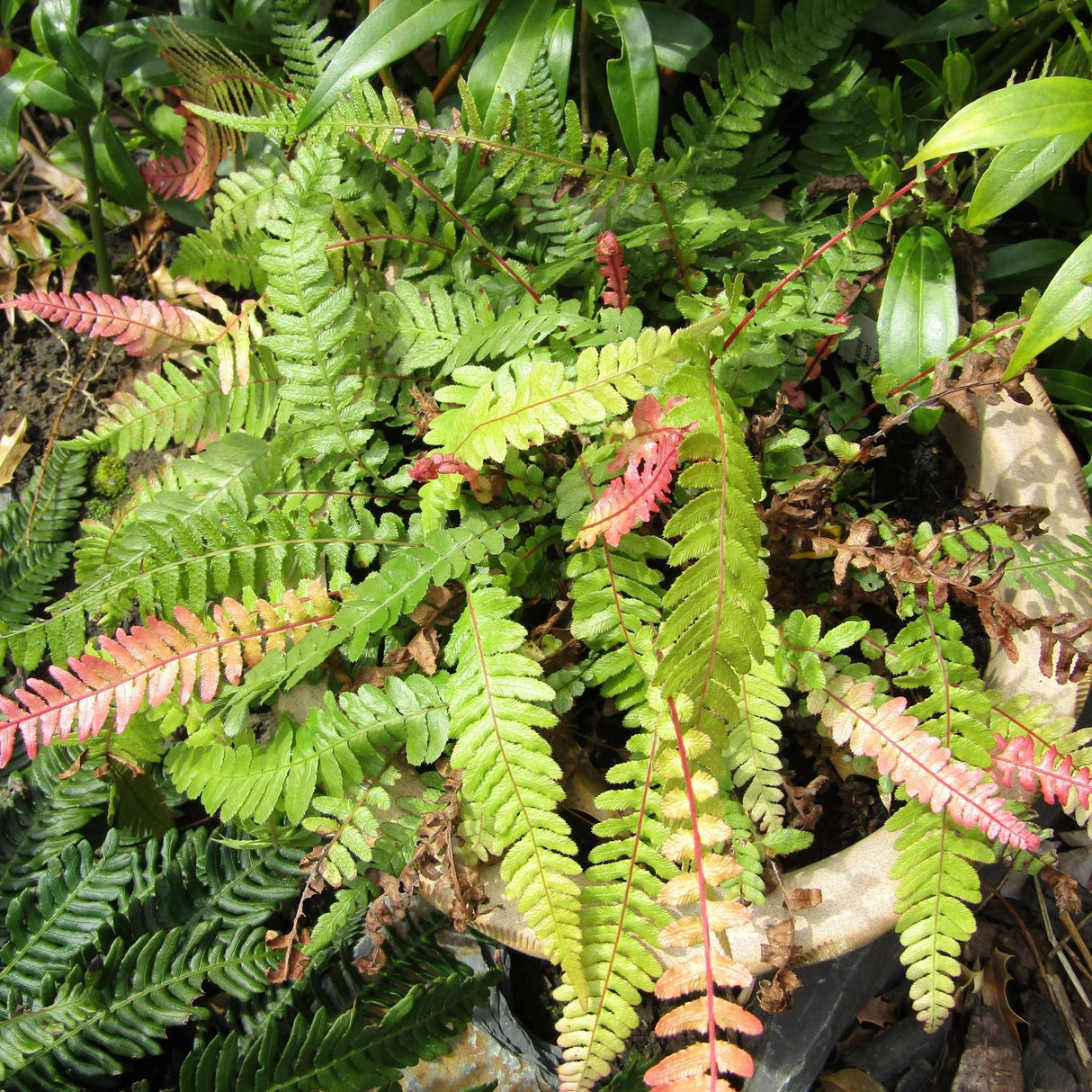 Blechnum medium