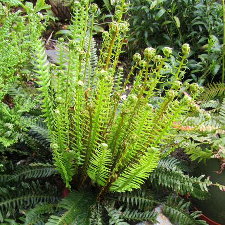 Blechnum spicant with upright narrow fertile fronds rising from its leafy rosette.