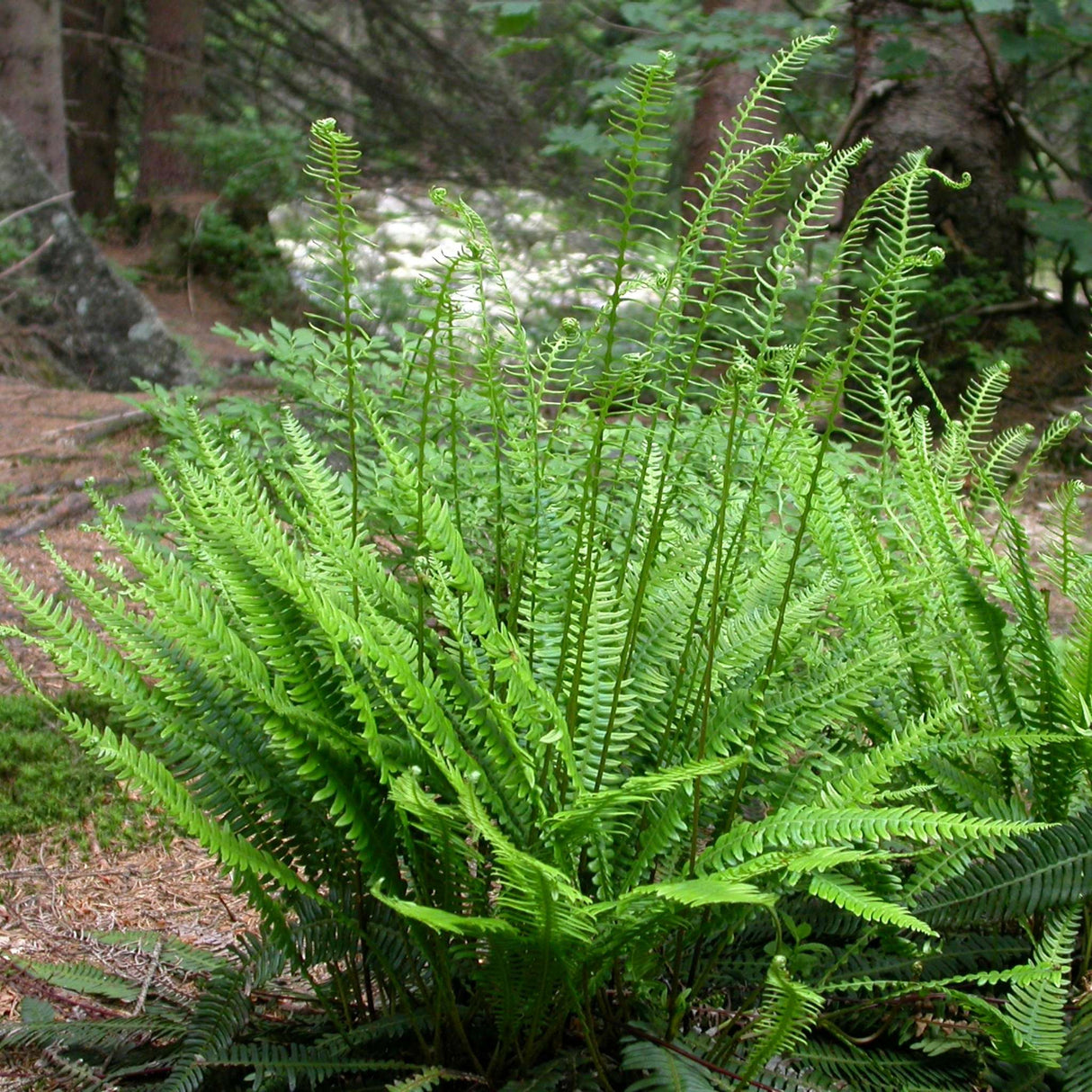 Blechnum spicant