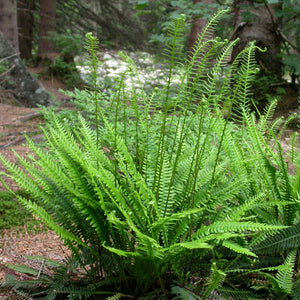 Blechnum spicant
