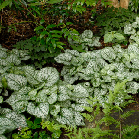 Mass of silver heart-shaped leaves with dark green veins on Brunnera macrophylla ‘Jack Frost’.