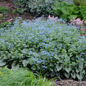 Brunnera macrophylla ‘Jack Frost’