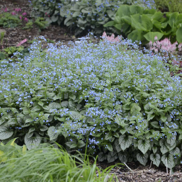 Brunnera macrophylla ‘Jack Frost’ forming a broad ground-covering clump topped with clouds of blue flowers.
