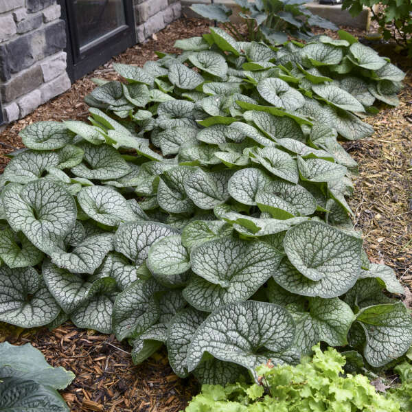 Brunnera macrophylla ‘Jack of Diamonds’