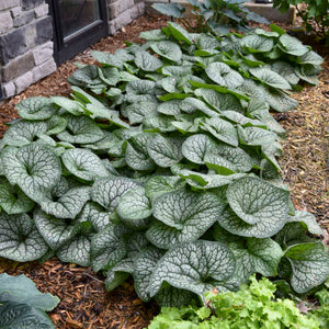 Brunnera macrophylla ‘Jack of Diamonds’