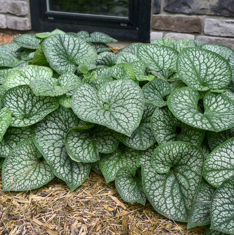 Brunnera macrophylla ‘Jack of Diamonds’