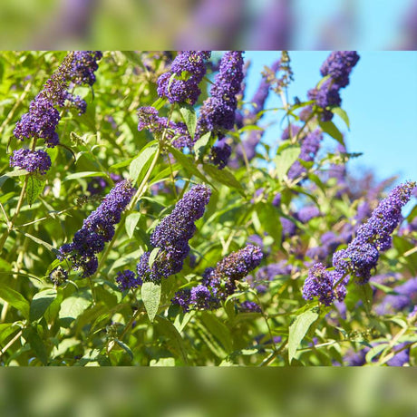 Buddleja davidii ‘Empire Blue’ flowering abundantly beneath a bright blue sky.