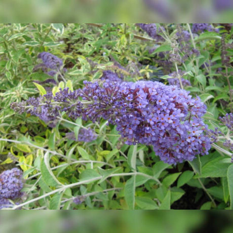 Close-up of a blue-purple Buddleja davidii ‘Lochinch’ flower panicle.