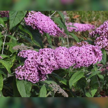 Several soft pink Buddleja davidii ‘Pink Delight’ flower panicles among grey-green leaves.