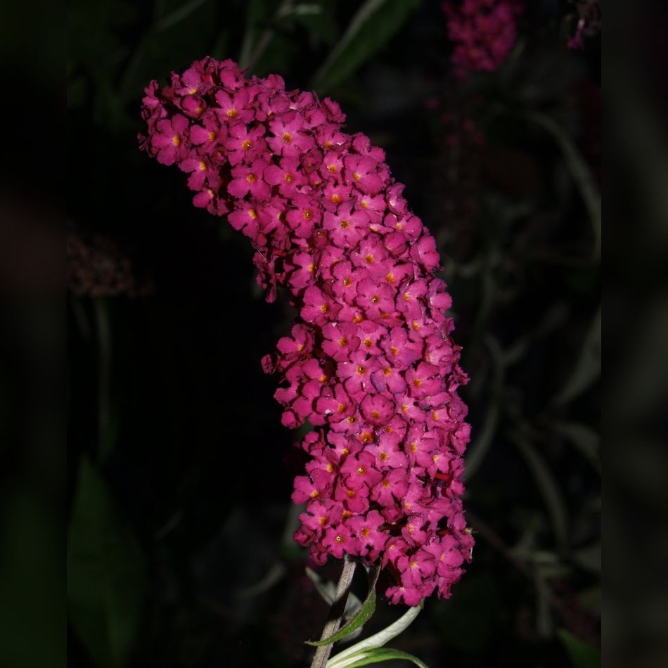 Buddleja davidii ‘Royal Red’