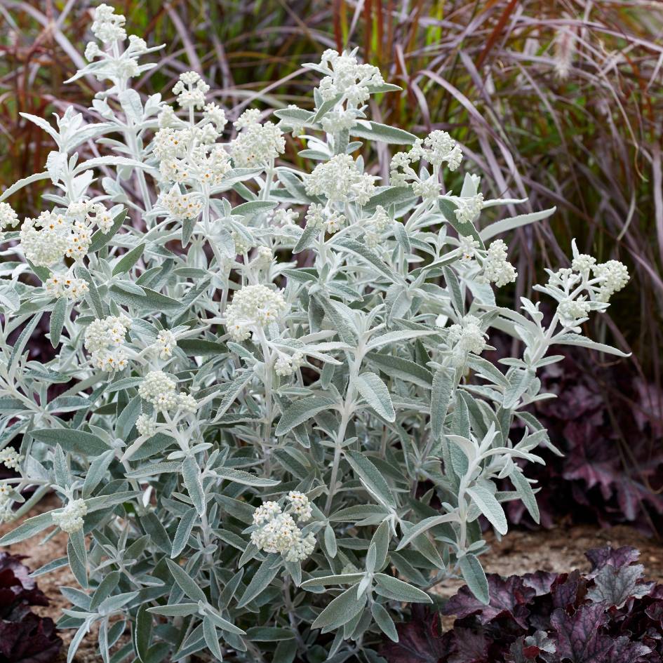 Buddleja ‘Silver Anniversary’
