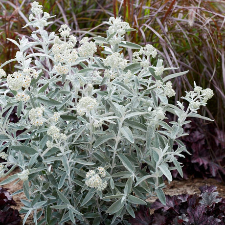 Buddleja ‘Silver Anniversary’