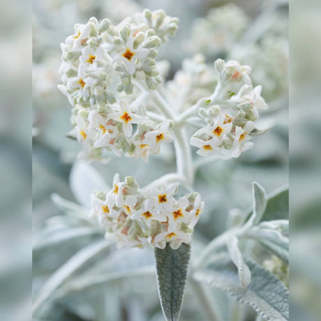 Close-up of creamy-white Buddleja ‘Silver Anniversary’ flowers above silver foliage.