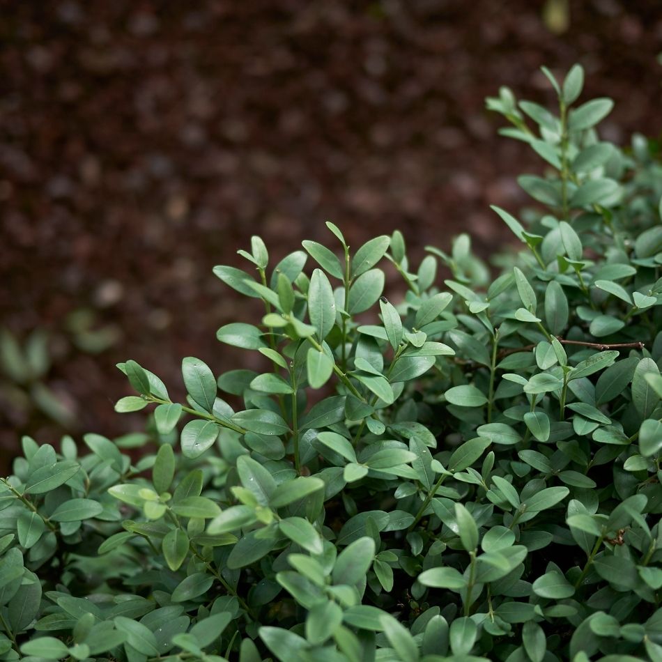Buxus sempervirens