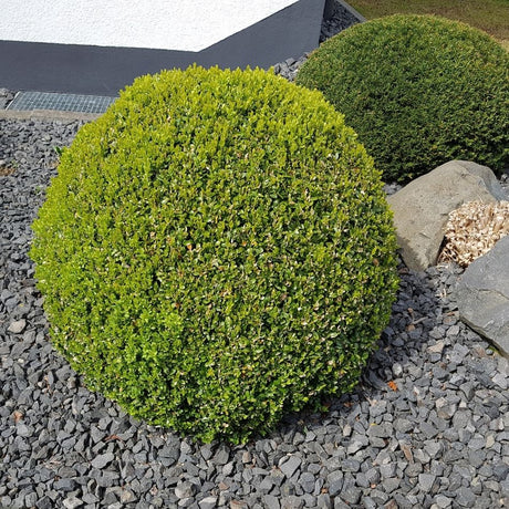 Single Buxus sempervirens topiary sphere growing in a dark gravel bed.