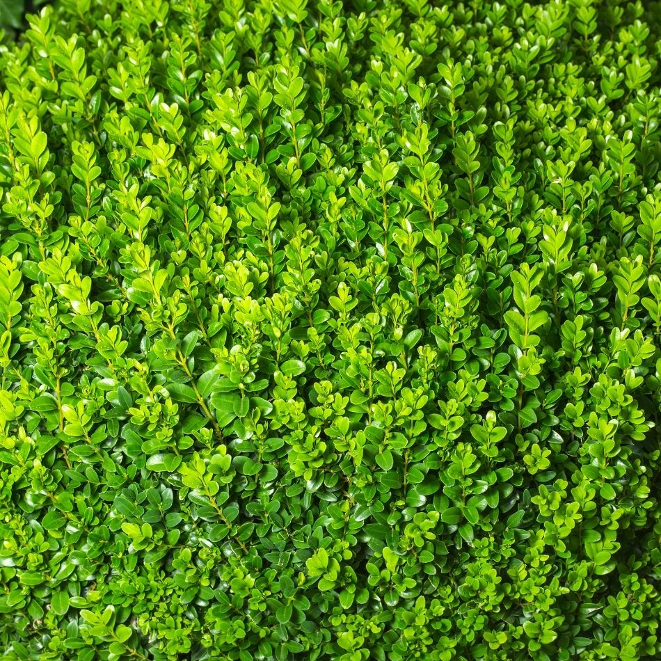 Buxus sempervirens