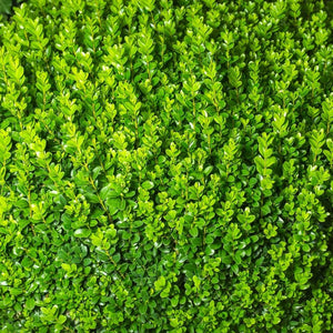 Buxus sempervirens