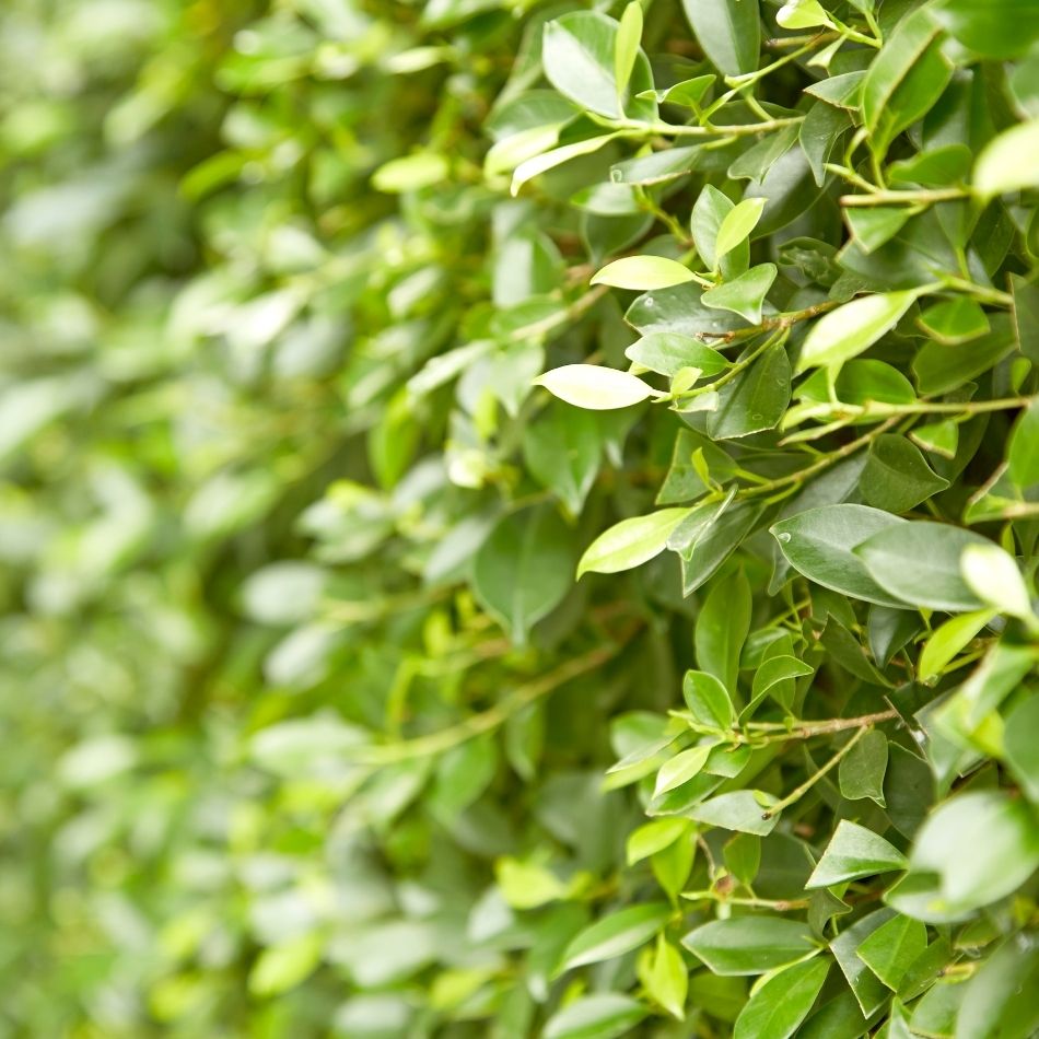 Buxus sempervirens