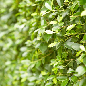 Buxus sempervirens