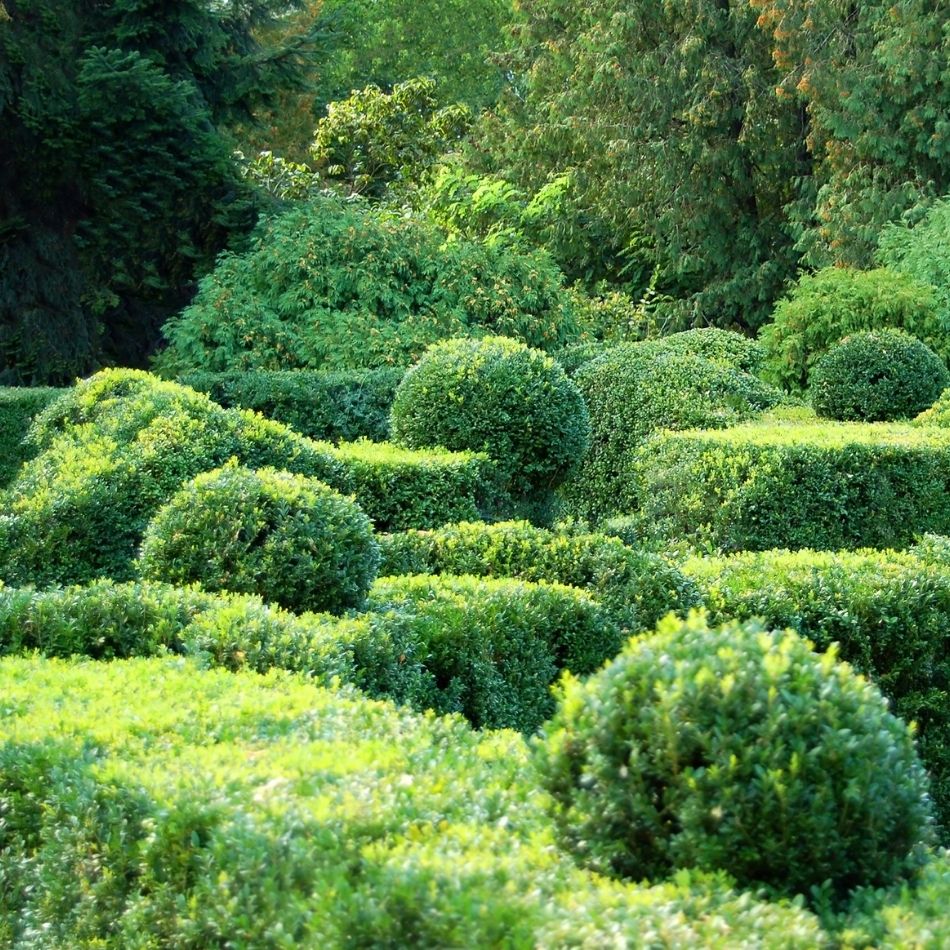 Buxus sempervirens