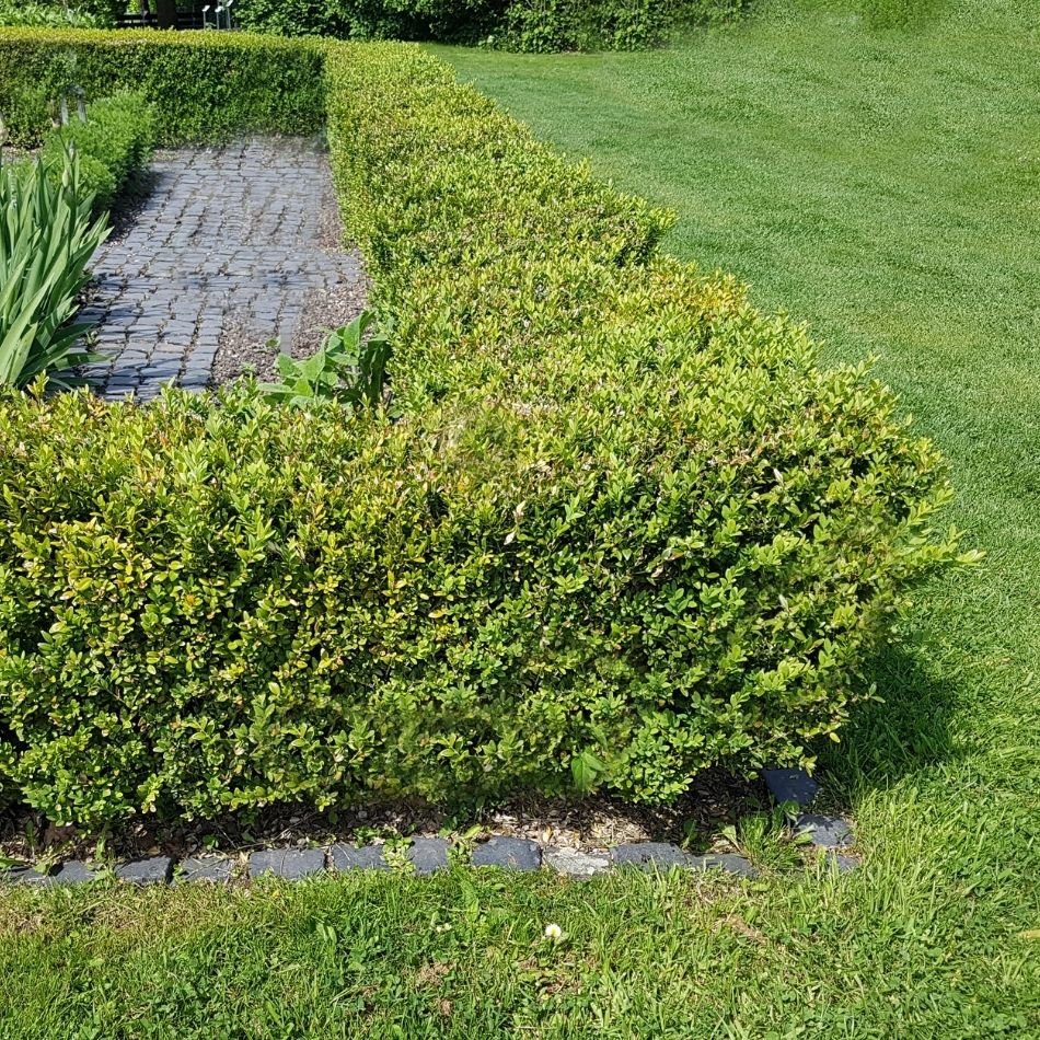 Buxus sempervirens