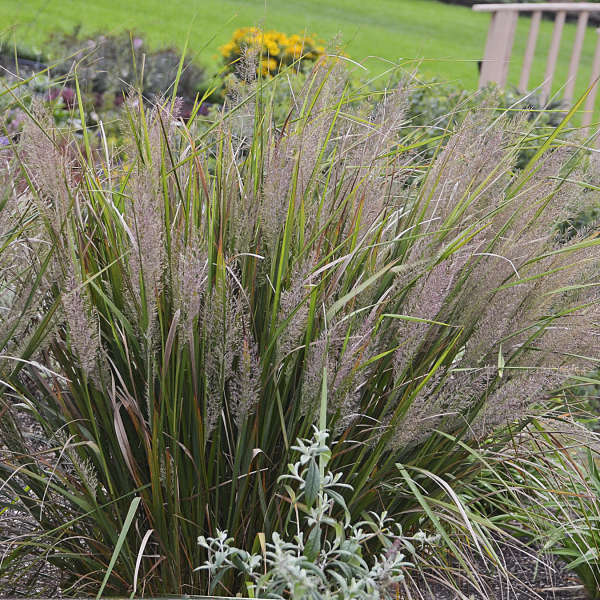 Calamagrostis brachytricha