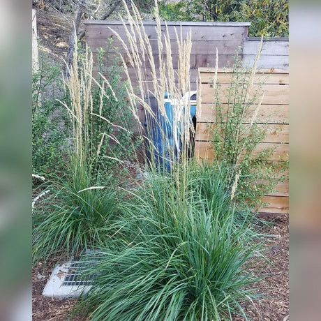 Calamagrostis × acutiflora ‘Karl Foerster’ forming a narrow green clump with tall upright flower stems in a gravel bed.
