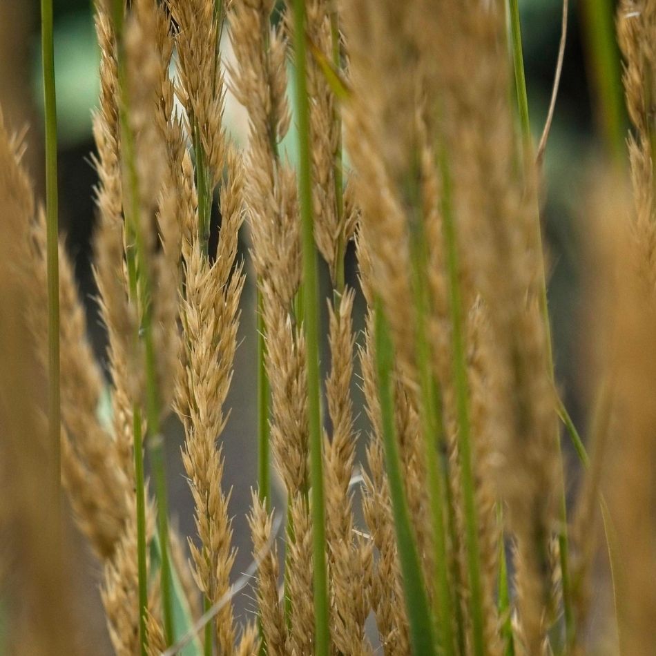 Close-up of vertical golden-brown flower panicles on Calamagrostis × acutiflora ‘Karl Foerster’.