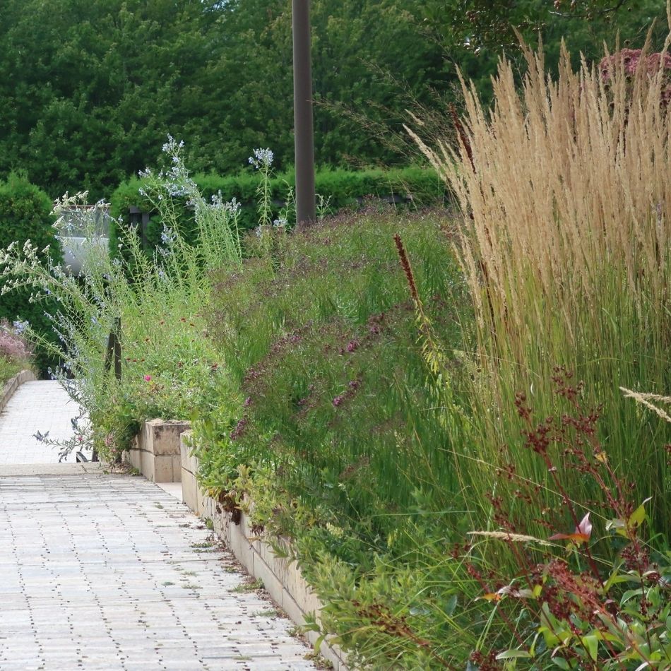 Tall Calamagrostis × acutiflora ‘Karl Foerster’ flower stems rising through a mixed border beside a path.