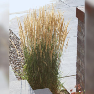 Upright clump of Calamagrostis × acutiflora ‘Karl Foerster’ with golden flower stems beside a modern wall.