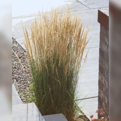 Upright clump of Calamagrostis × acutiflora ‘Karl Foerster’ with golden flower stems beside a modern wall.