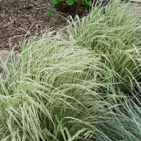 Close view of arching cream-striped foliage on Calamagrostis × acutiflora ‘Overdam’.