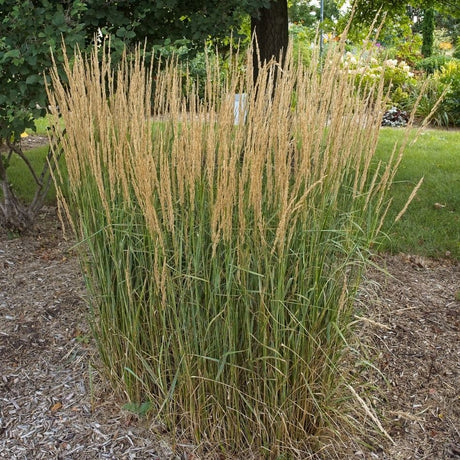 Upright clump of Calamagrostis × acutiflora ‘Overdam’ with pale golden flower stems in a garden bed.